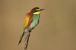 Germany Wildlife Prints: Bee-eater (Merops apiaster) sitting on a branch