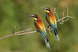 Germany Birdlife Prints: Bee-eater (Merops apiaster) sitting on a branch