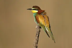 Germany Wildlife Prints: Bee-eater (Merops apiaster) sitting on a branch