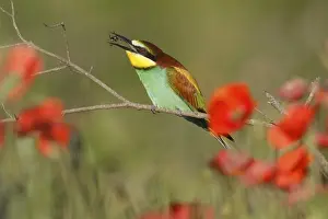 German Federal Republic Birds Prints: Bee-eater (Merops apiaster) sitting on a branch
