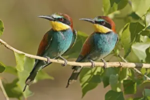 Bee-eater (Merops apiaster) Print on Branch, Germany