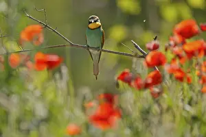 Central Europe Birdlife Prints: Bee-eater (Merops apiaster) sitting on a branch
