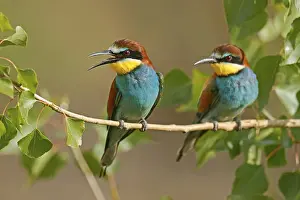 Germany Birdlife Prints: Bee-eater (Merops apiaster) sitting on a branch