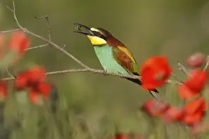 German Federal Republic Birds Prints: Bee-eater (Merops apiaster) sitting on a branch
