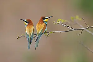 Germany Birdlife Prints: Bee-eater (Merops apiaster) sitting on a branch