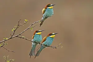 German Federal Republic Birds Prints: Bee-eater (Merops apiaster) sitting on a branch