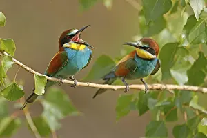 Central Europe Birdlife Prints: Bee-eater (Merops apiaster) sitting on a branch