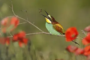 Germany Bird Species Prints: Bee-eater (Merops apiaster) sitting on a branch