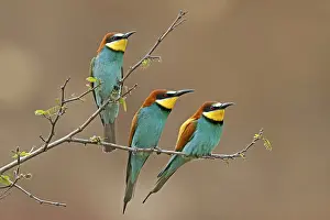 Germany Birdlife Prints: Bee-eater (Merops apiaster) sitting on a branch