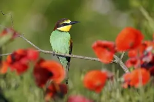 Germany Birdlife Prints: Bee-eater (Merops apiaster) sitting on a branch