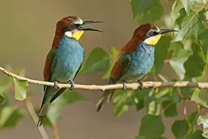 Germany Wildlife Prints: Bee-eater (Merops apiaster) sitting on a branch