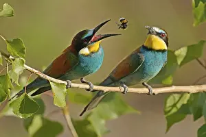 Germany Wildlife Prints: Bee-eater (Merops apiaster) sitting with insect on a branch
