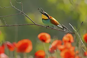 Rhineland Palatinate Nature Prints: Bee-eater (Merops apiaster) sitting with insect on a branch