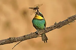 European Bee Eater Prints: Bee-eater (Merops apiaster) sitting with insect on a branch