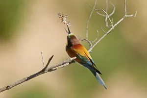 European Bee Eater Prints: Bee-eater (Merops apiaster) sitting with insect on a branch