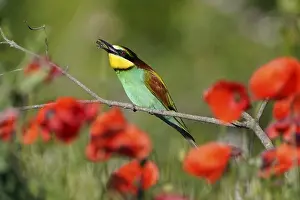 Germany Wildlife Prints: Bee-eater (Merops apiaster) sitting with insect on a branch