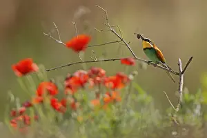 Germany Birdlife Prints: Bee-eater (Merops apiaster) sitting with insect on a branch