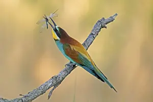 Germany Wildlife Prints: Bee-eater (Merops apiaster) sitting with insect on a branch