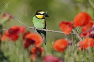 Germany Wildlife Prints: Bee-eater (Merops apiaster) sitting with insect on a branch