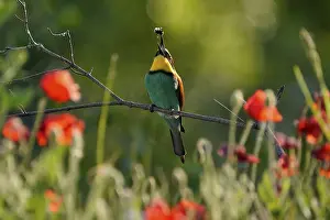 Germany Birdlife Prints: Bee-eater (Merops apiaster) sitting with insect on a branch