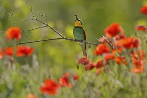 Germany Wildlife Prints: Bee-eater (Merops apiaster) sitting with insect on a branch
