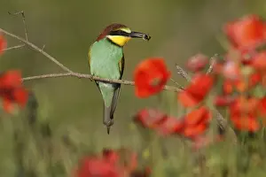 Insect Feeding Behavior Prints: Bee-eater (Merops apiaster) sitting with insect on a branch