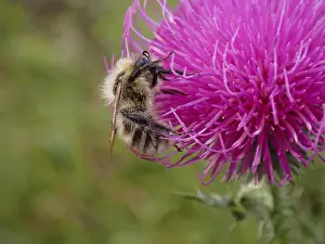 Flowering Plants Open Air Prints: Bee on a flower