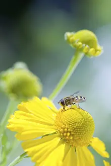 Prints of Bee on flower Hymenoptera Prints: Bee on Flower Print