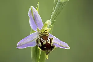 Deserted Flower Field Prints: Bee orchid