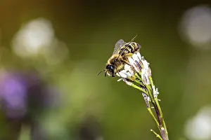 German Wildlife Photography Prints: A bee perched on a white flower