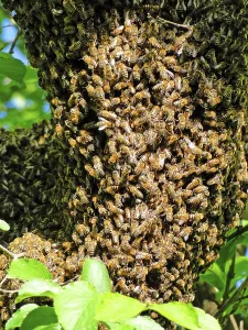 Bee Swarm Prints: Bee Swarm, Bee