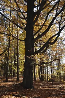 Common Beech Trees Prints: Beech, autumn, forest, tree, beech forest