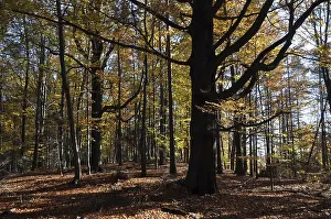 Beech Forest Landscape Prints: Beech, autumn, forest, tree, beech forest