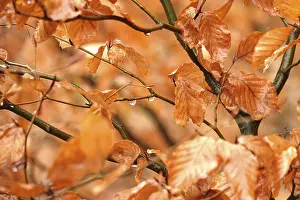 Deserted Deciduous Tree Prints: Beech branches with drops of water