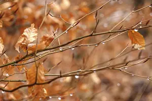 Central European Autumn Scene Prints: Beech branches with drops of water