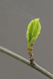 Northern Germany Nature Scenes Prints: A beech (Fagus) leaf in spring