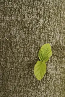 Deciduous Tree Growth Prints: Beech (Fagus) sprouting from a tree trunk