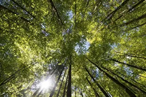 Beech Tree Forest Prints: Beech forest, deciduous forest