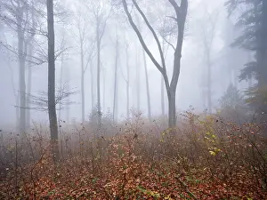 Autumnal Mood In Nature Prints: Beech forest (Fagus sylvatica)