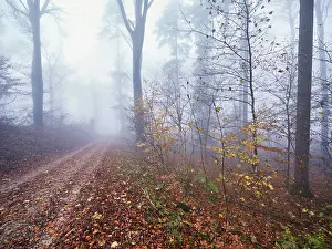 Autumnal Mood In Nature Prints: Beech forest (Fagus sylvatica)