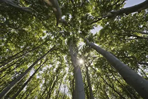 European Beech Trees Prints: Beech forest (Fagus sylvatica)