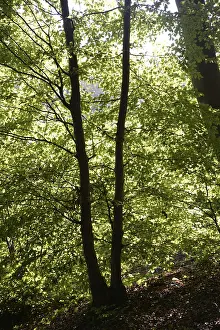 Deserted Woods Prints: Beech forest, forest, beech branch