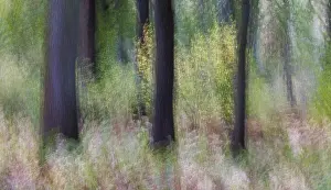 Wooded Countryside Prints: In the beech forest (ICM), Germany