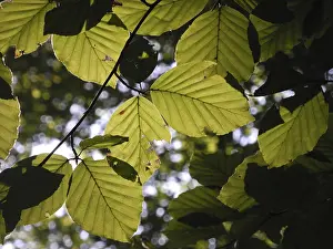 Beech Tree Leaf Prints: Beech forest, leaf, leaves, beech leaf