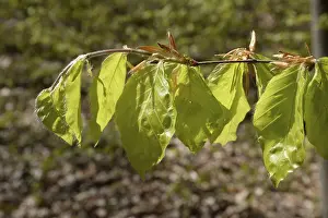 Wooded Scenery Prints: Beech forest, leaf, leaves, beech leaves