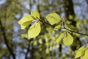 Fagaceae Family Trees Prints: Beech forest, leaf, leaves, beech leaves
