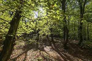 Beech Tree Forest Prints: Beech forest against light, Ore Mountains