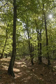 European Uplands Scenery Prints: Beech forest against light, Ore Mountains