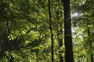European Beech Forest Scenery Prints: Beech forest against light, Sebnitz