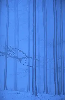 Winter Beech Forest Prints: Beech forest in winter, Hessen